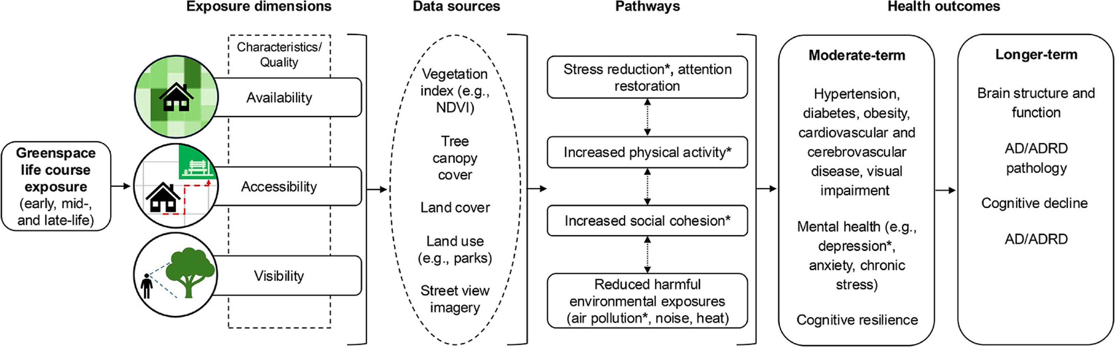 Greenspace Life Course Exposure Diagram